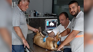 Barınak çalışanlarının dikkati köpekleri hayata bağladı
