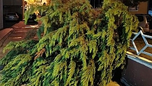 Fırtına nedeniyle ağaçlar devrildi