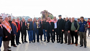 Kepez'de şenlik havasında deve güreşleri