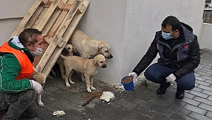 Lapseki'de sokak hayvanları unutulmadı