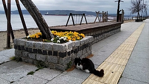 Sokak hayvanları unutulmadı