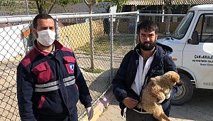 Yeni yuvalarına kavuşuyorlar