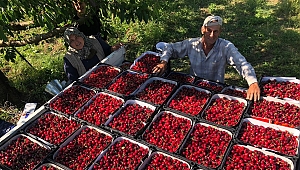 Bayramiç'te kiraz hasadı başladı