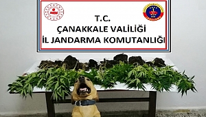 Yasadışı kenevir ekimine baskın
