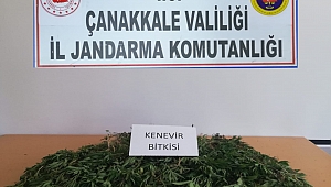 Yasadışı kenevir ekimine operasyon