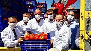 Semizoğlu, Domates hasat şenliğine katıldı