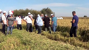 Biga'da "Çeltik Hasat Etkinliği"