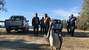 Pelikan balıkçılar tarafından doyuruldu