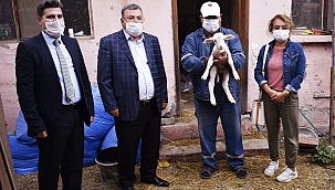 Veteriner İşleri Müdürlüğü can dostlarımız için harekete geçti