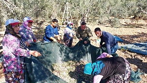 Zeytinliklerde hasat zamanı