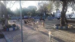 Güzelyalı başıboş köpeklerden şikayetçi