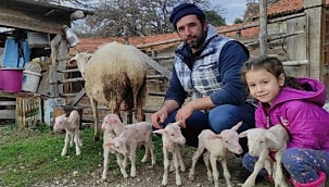 Tek batında 6 yavru doğuran koyun