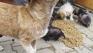 Sokak köpekleri kurtarıldı