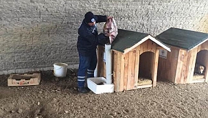 Biga Belediyesi soğuk havalarda da sokak hayvanlarının yanında