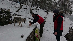 Karda aç kalan sokak hayvanlarını su ve mama bıraktılar