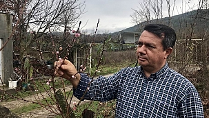 Kaz Dağları eteklerindeki şeftali ağacı çiçek açtı