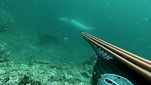 Çanakkale Boğazı’nda sualtı kamerasına takılan tatlı görüntü