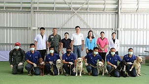 Taylandlı bilim insanları 6 köpeği Covid-19 testi için eğitti