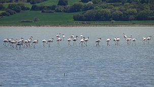 Flamingolar Tarihi Alanda