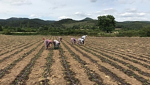 Yenice’nin kapya cinsi kırmızıbiber fideleri toprakla buluştu