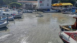 Bozcaada'da müsilaj görüldü