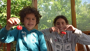 Lapseki'nin dev kirazının hasadı başladı