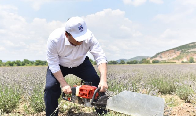 Altıeylül'de lavanta hasadı başladı
