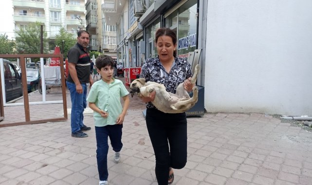 Araba çarpması sonucu yaralanan yavru köpeği kucağına alarak veterinere koşturdu