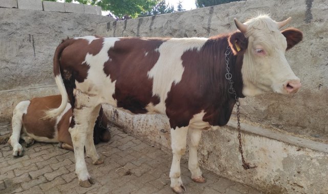 Bayram sabahı kaçan hayvan hala bulunamadı
