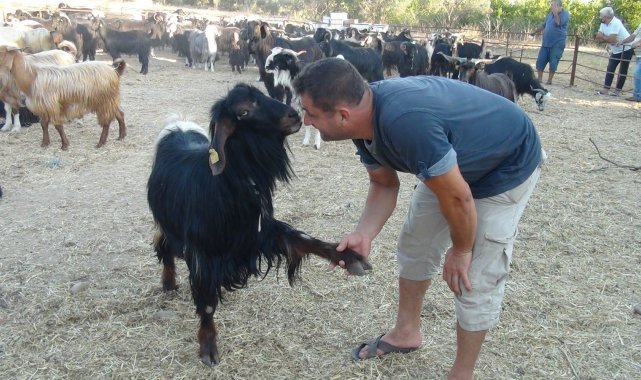 Beslediği keçi ile yaptığı pazarlık gülümsetti