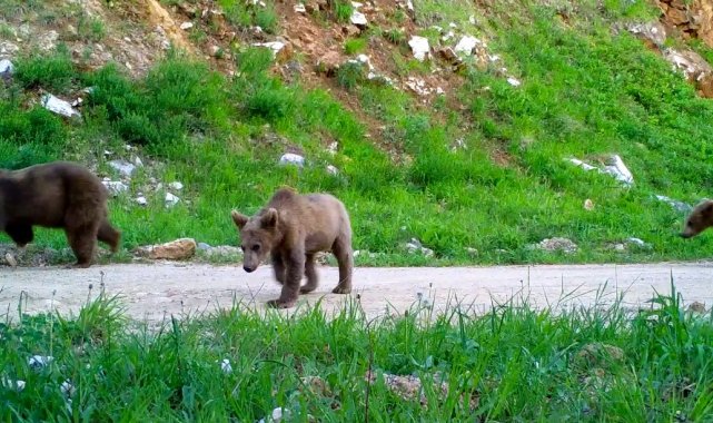 Bursa'nın yaban hayatı gözlem altında