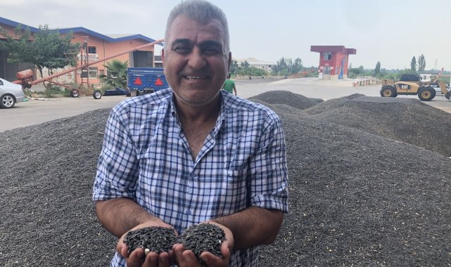 Çukurova'da ayçiçek tarlasında çifte bayram
