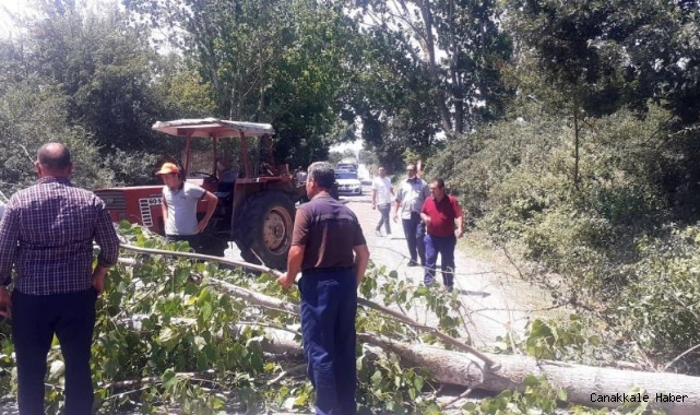 Fırtınadan devrilen kavak ağacı karayolunu kapattı