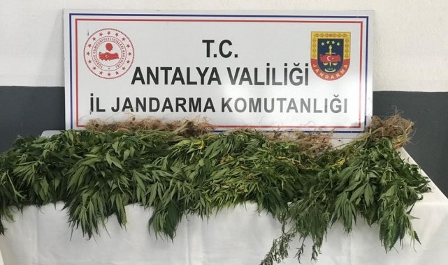 Gazipaşa'da 50 kök kenevir ele geçirildi: 1 gözaltı