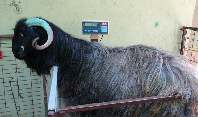 Isparta'da 169 kiloluk kurbanlık teke 5 bin liradan alıcısını bekliyor