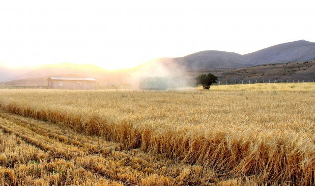 Kahramanmaraş'ta ekinler biçilmeye başladı