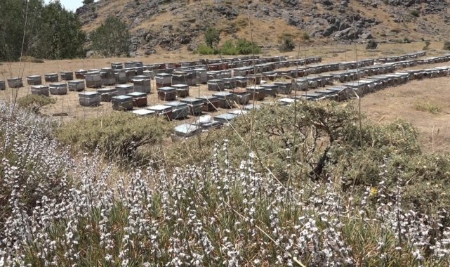 Kulp'ta yılın ilk organik bal hasadı başladı