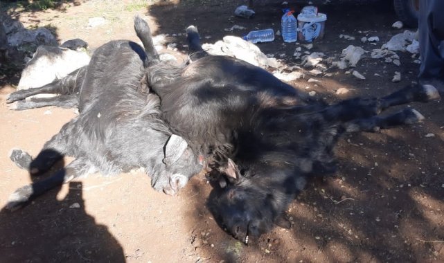 Mersin'de 45 kurbanlık hayvan telef oldu