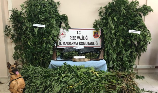 Mısır tarlasının ortasına ekilmiş kenevirler jandarmanın gözünden kaçmadı