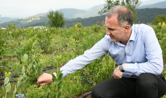 Şifa kaynağı yaban mersini İnegöl'de depolanıyor