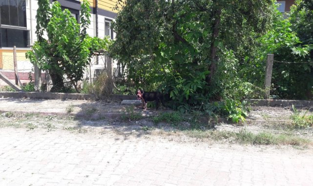 Sinop'ta pitbull dehşeti