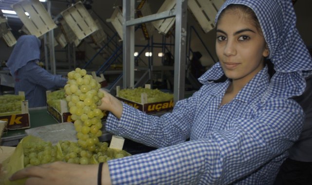 Taze üzüm ihracatı 158 milyon doları geçti