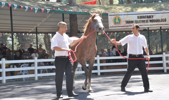 TİGEM tay satışından tek seferde 3 milyon 112 bin TL'lik gelir elde etti