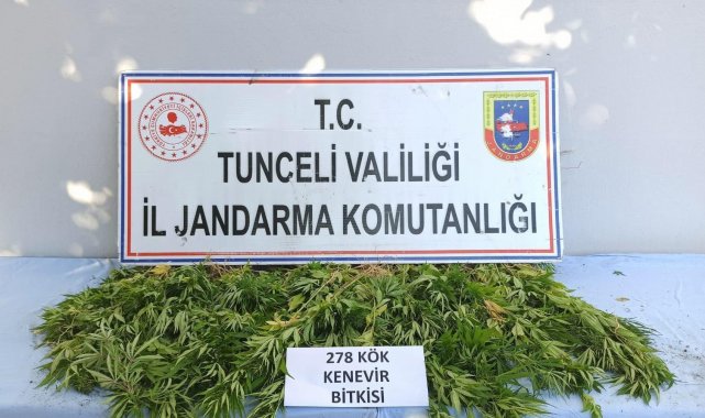 Tunceli'de 278 kök kenevir ele geçirildi