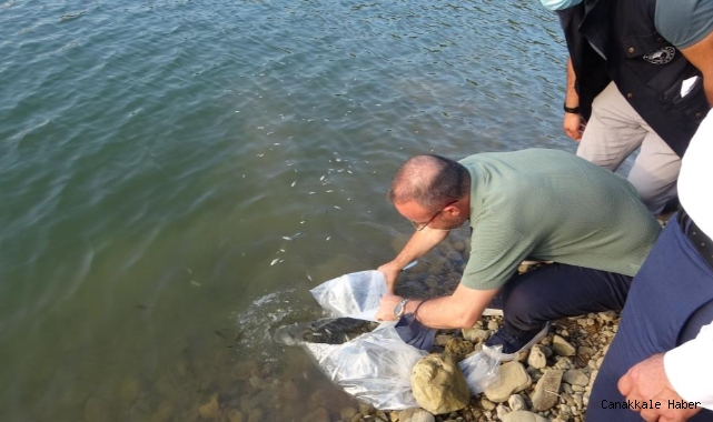 250 bin pullu sazan balığı yavrusu göletlere bırakıldı