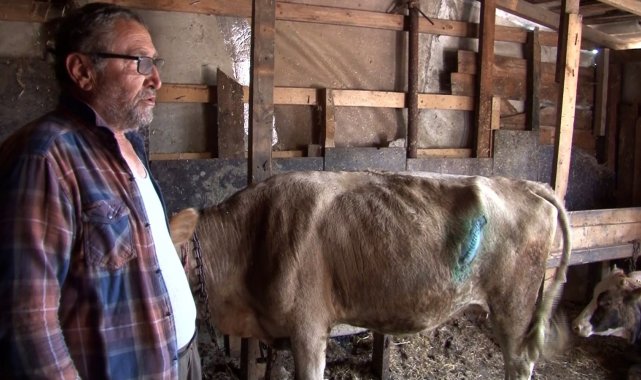 Arnavutköy'de çayırlıkta otlayan hayvanlara bıçaklı saldırı: 7 hayvanı bıçaklayıp kuyruklarını kestiler