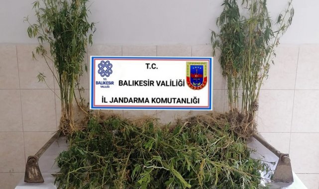 Balıkesir'de 200 kök kenevir bitkisi ele geçirildi