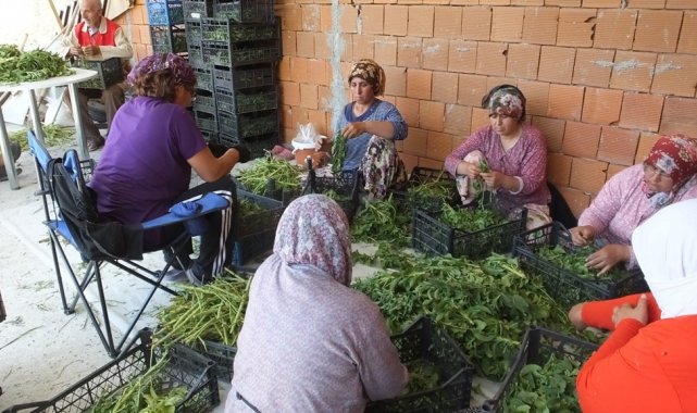 Balıkesir'de şeker otu hasadına başlandı