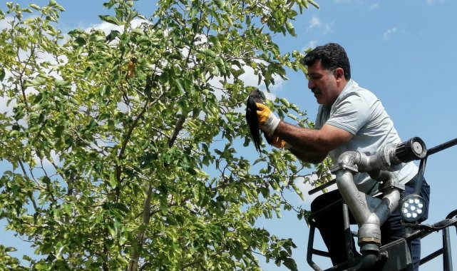 Bingöl'de ayağı ağaç dalına takılı kalan karga kurtarıldı