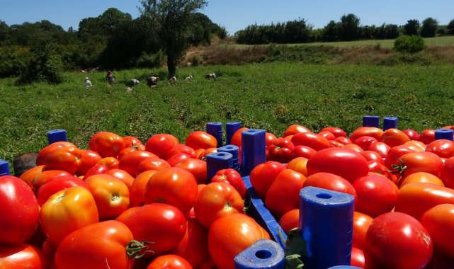 Çanakkale'de domates hasadı sancılı başladı: Tarlada ucuz, zincir marketlerde 10 katına satılıyor